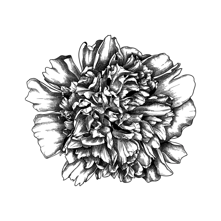 Hand-sketched peony flower illustration. Botanical drawing of summer florals. Hand-drawn garden peony bud. Engraved style floral drawing on white background.
